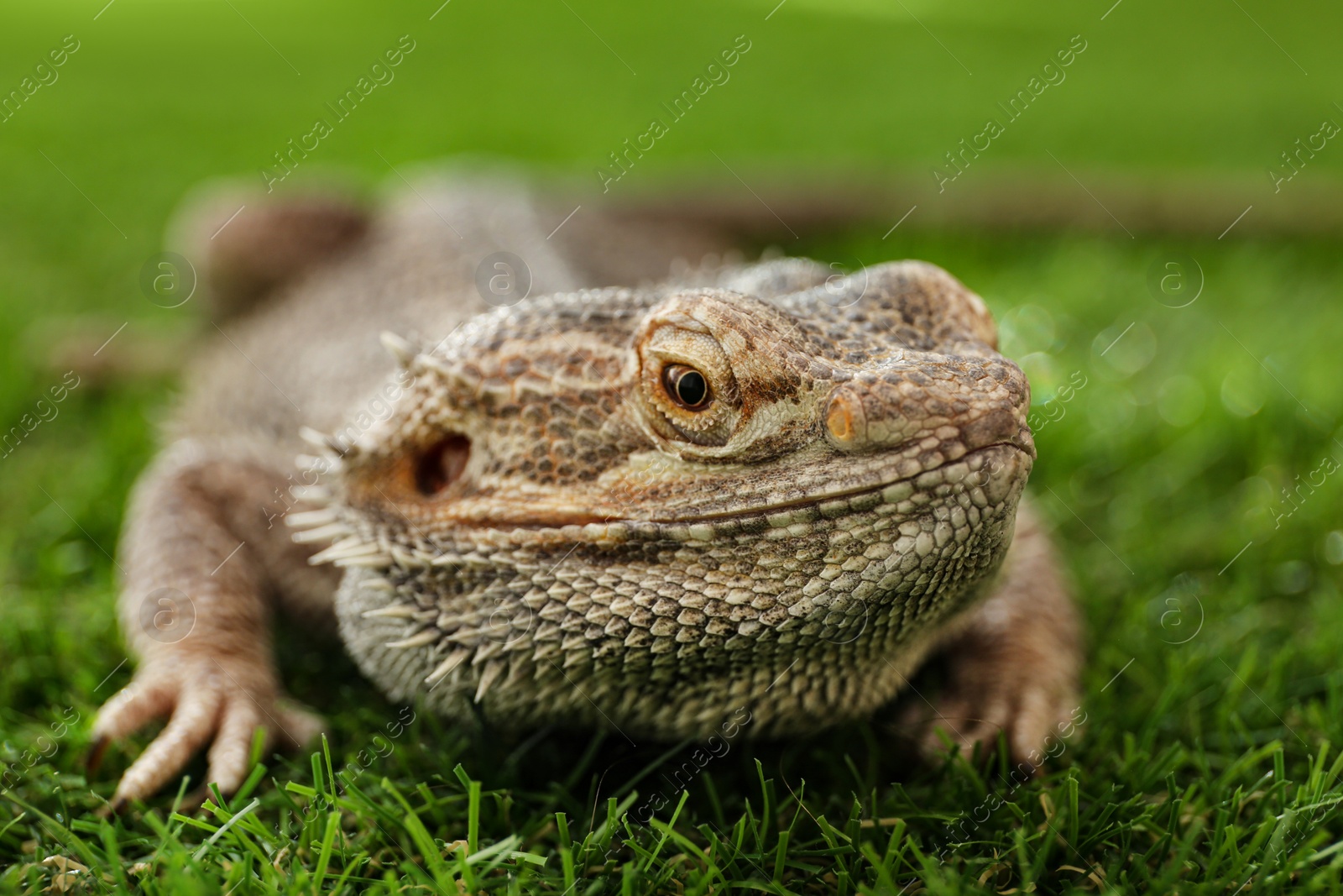 Photo of Bearded lizard (Pogona barbata) on green grass, closeup. Exotic pet