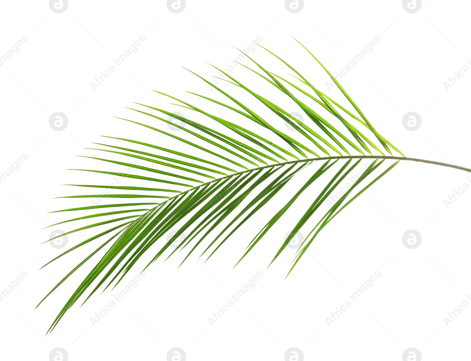 Photo of Fresh tropical date palm leaf on white background