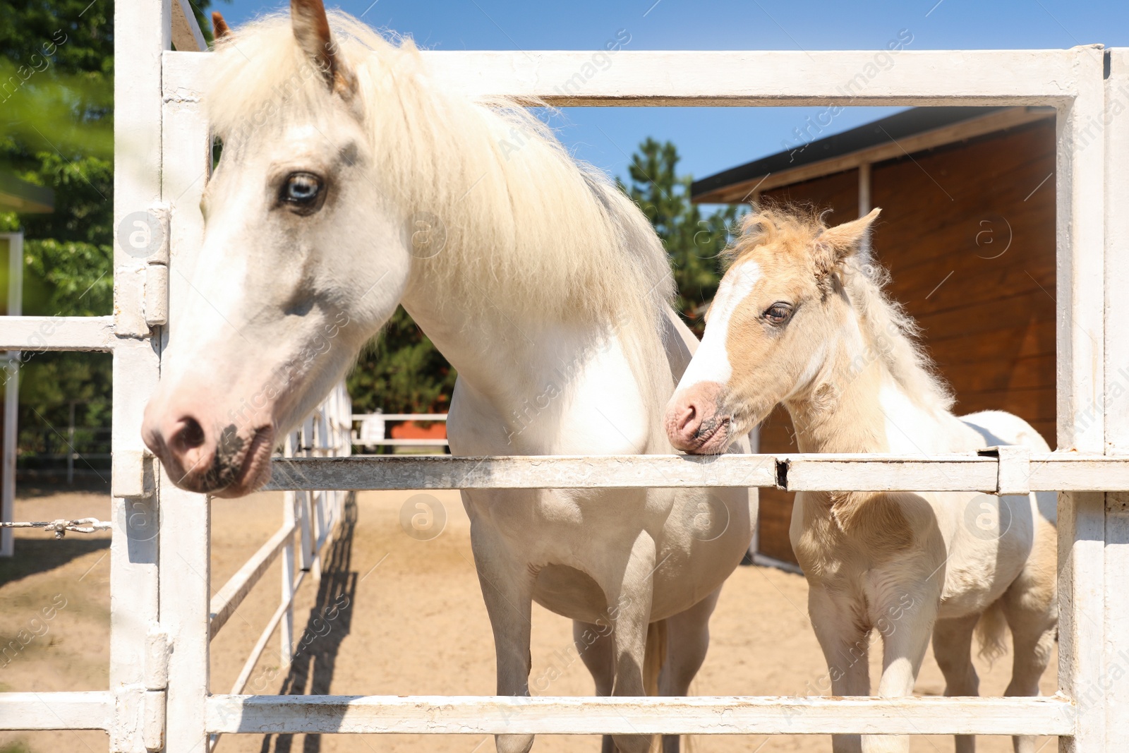 Photo of White horse with foal in paddock on sunny day. Beautiful pets