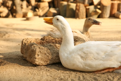 Photo of Beautiful domestic ducks in yard. Farm animal