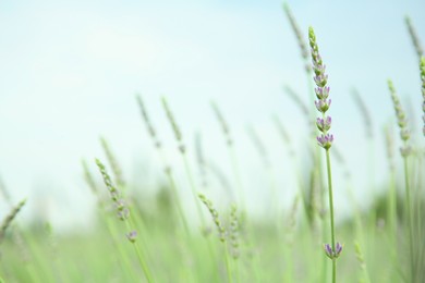 Photo of Beautiful lavender growing in field, closeup. Space for text