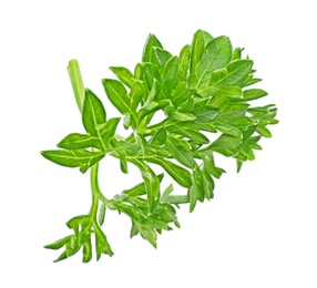 Photo of Aromatic fresh green parsley on white background