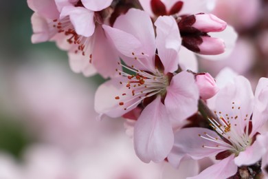 Amazing spring blossom. Closeup view of cherry tree with beautiful pink flowers outdoors