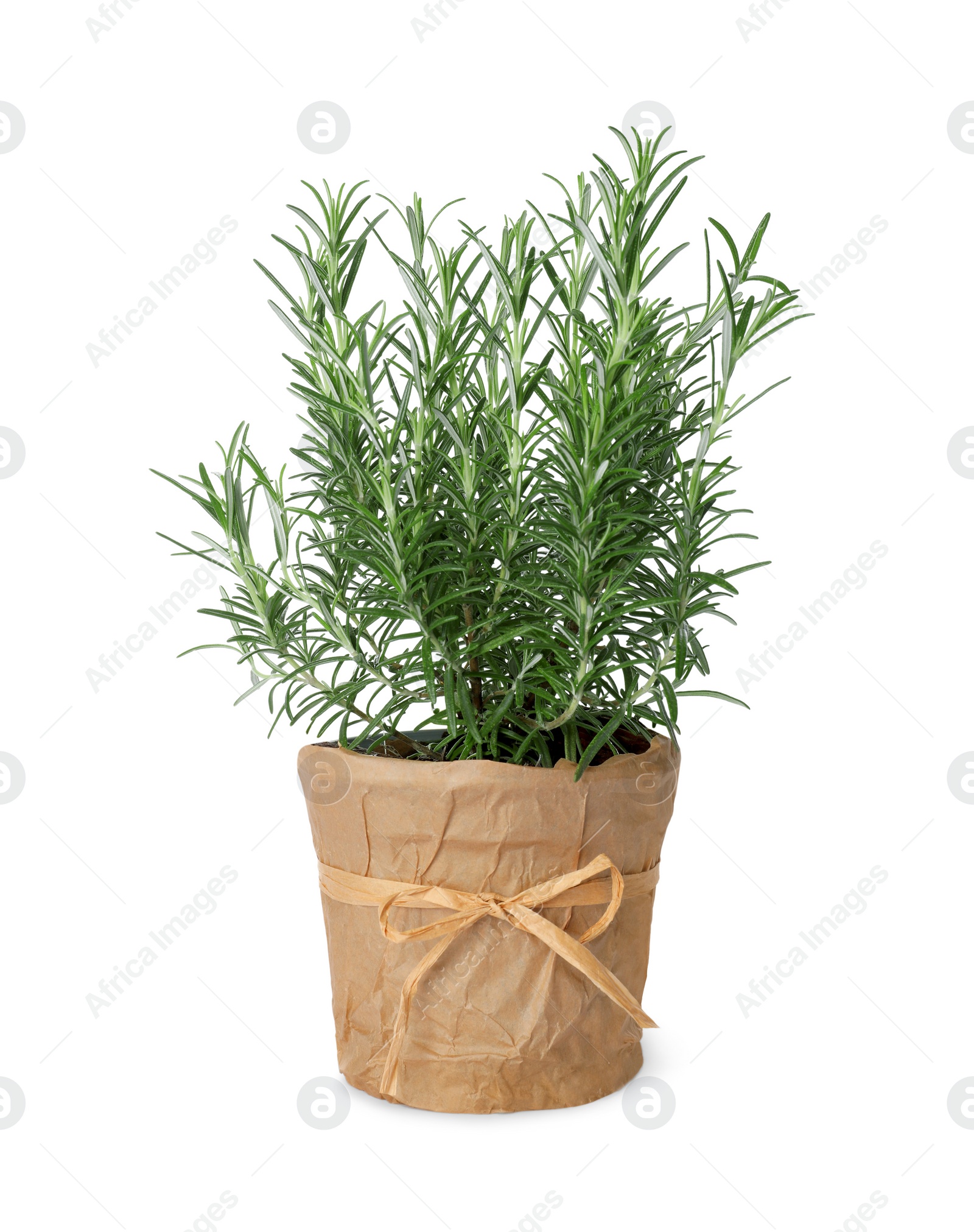 Photo of Aromatic green rosemary in pot isolated on white