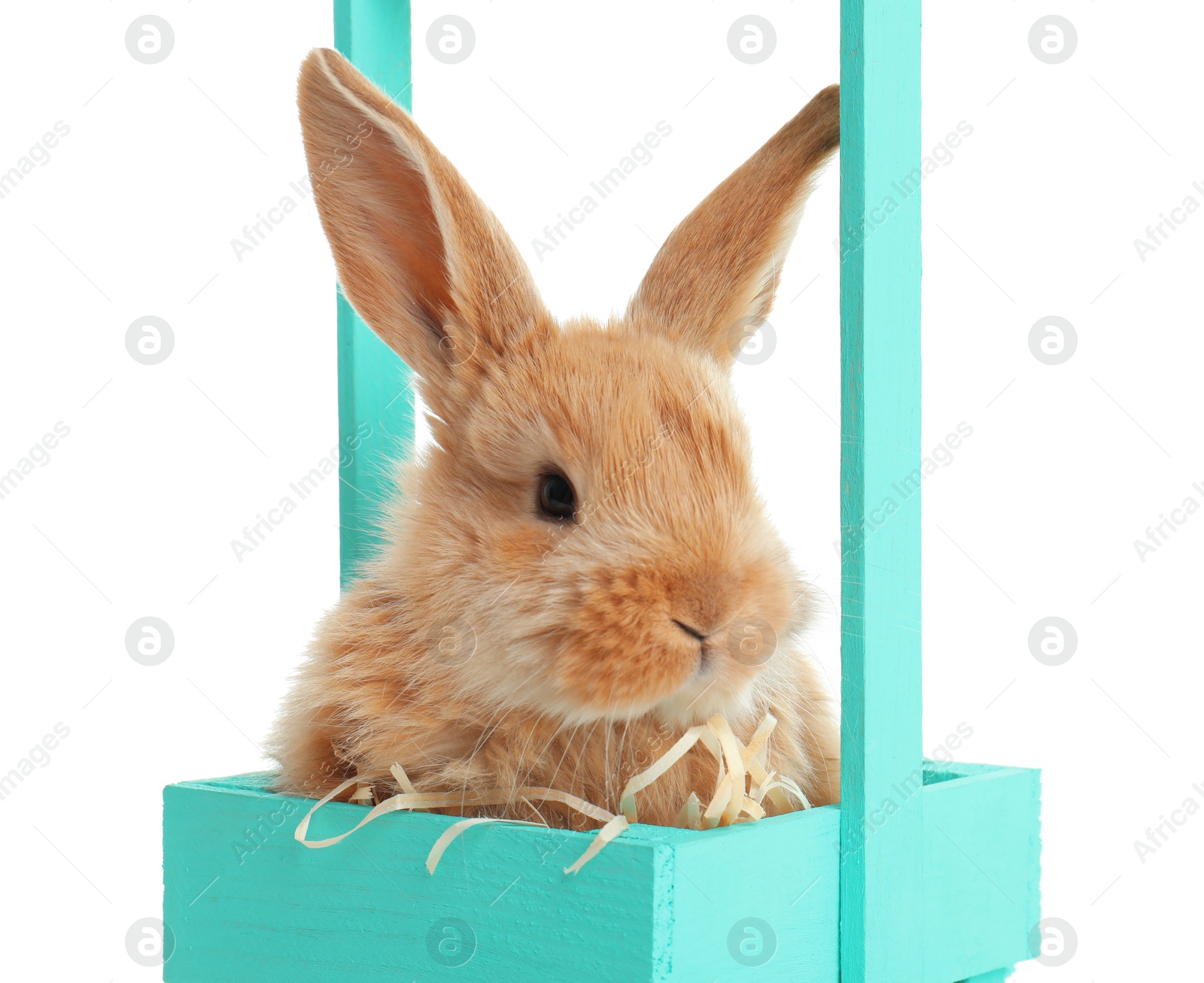 Photo of Adorable furry Easter bunny in decorative basket on white background