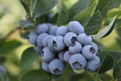 Photo of Ripe wild blueberries growing outdoors, closeup. Seasonal berries