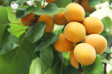 Photo of Delicious ripe apricots on tree outdoors, closeup