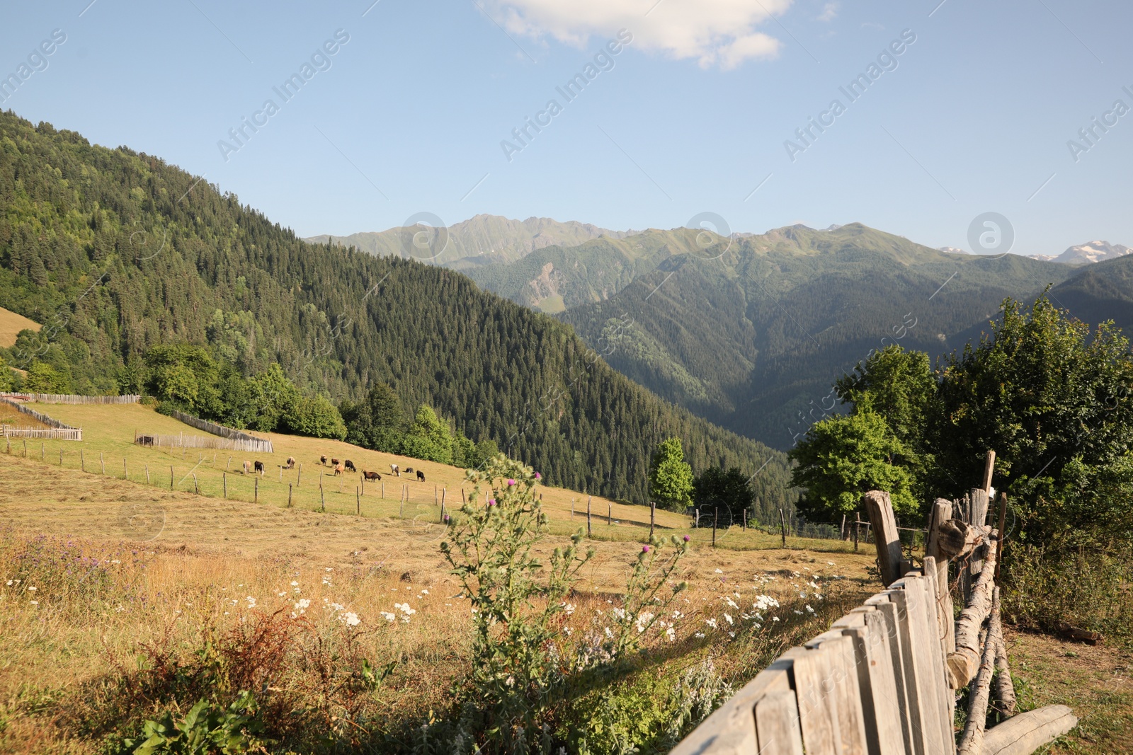 Photo of Beautiful view of cows grazing on mountain hill