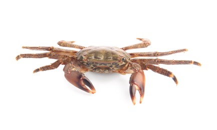 Photo of One fresh raw crab isolated on white