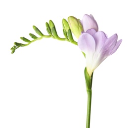 Photo of Beautiful freesia with fragrant flowers on white background