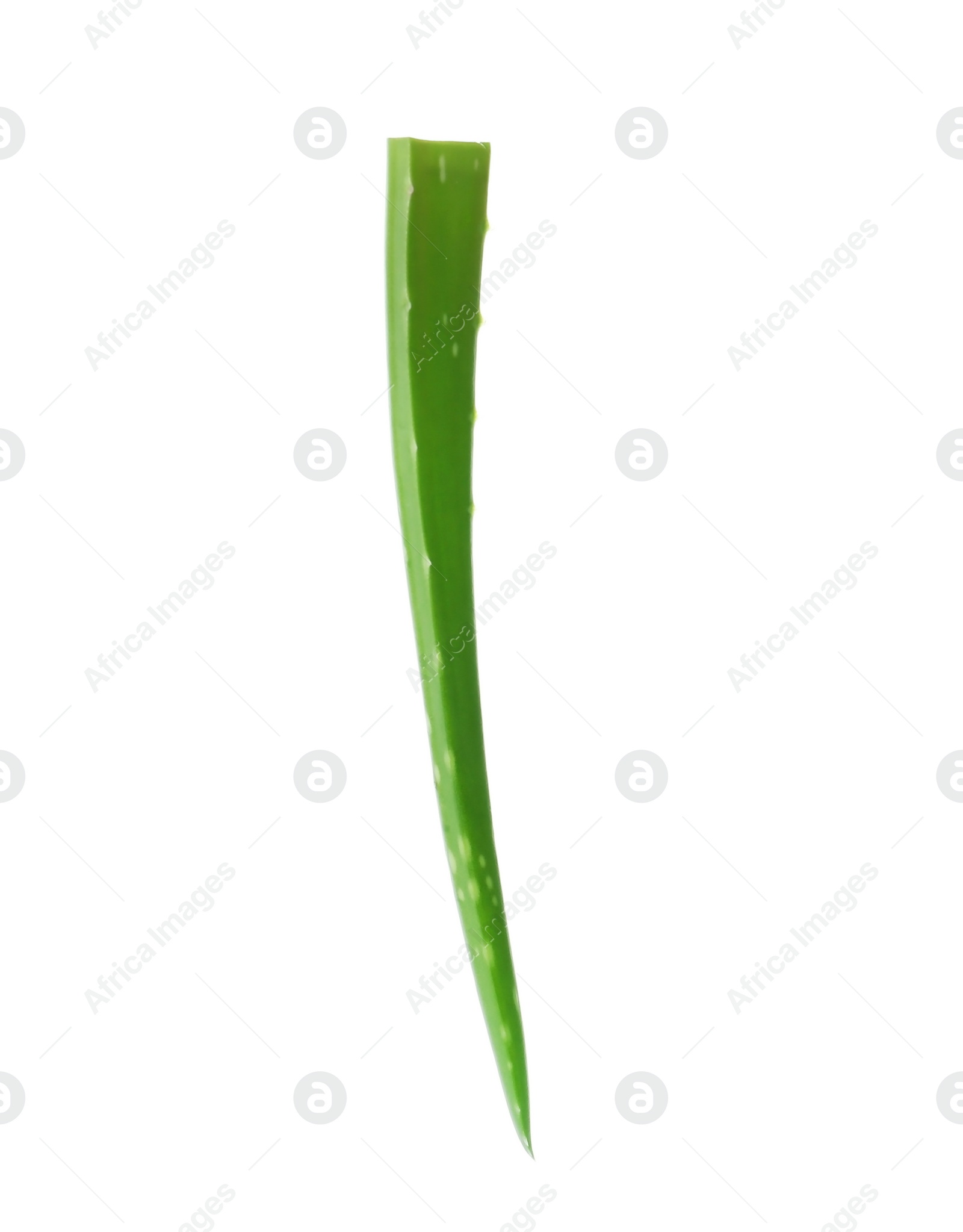 Photo of Aloe vera leaf on white background