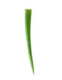 Photo of Aloe vera leaf on white background