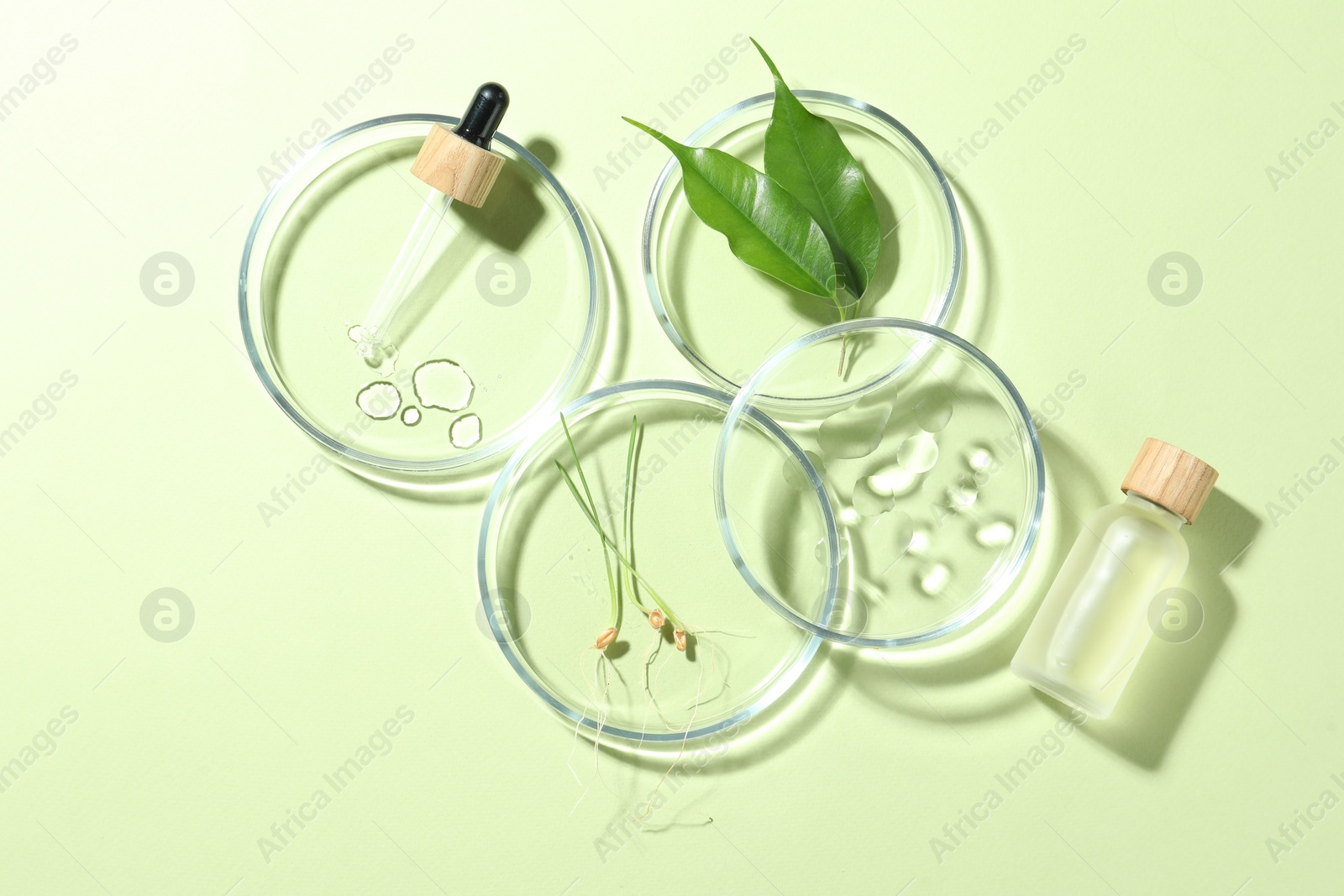 Photo of Flat lay composition with Petri dishes and plants on pale light green background