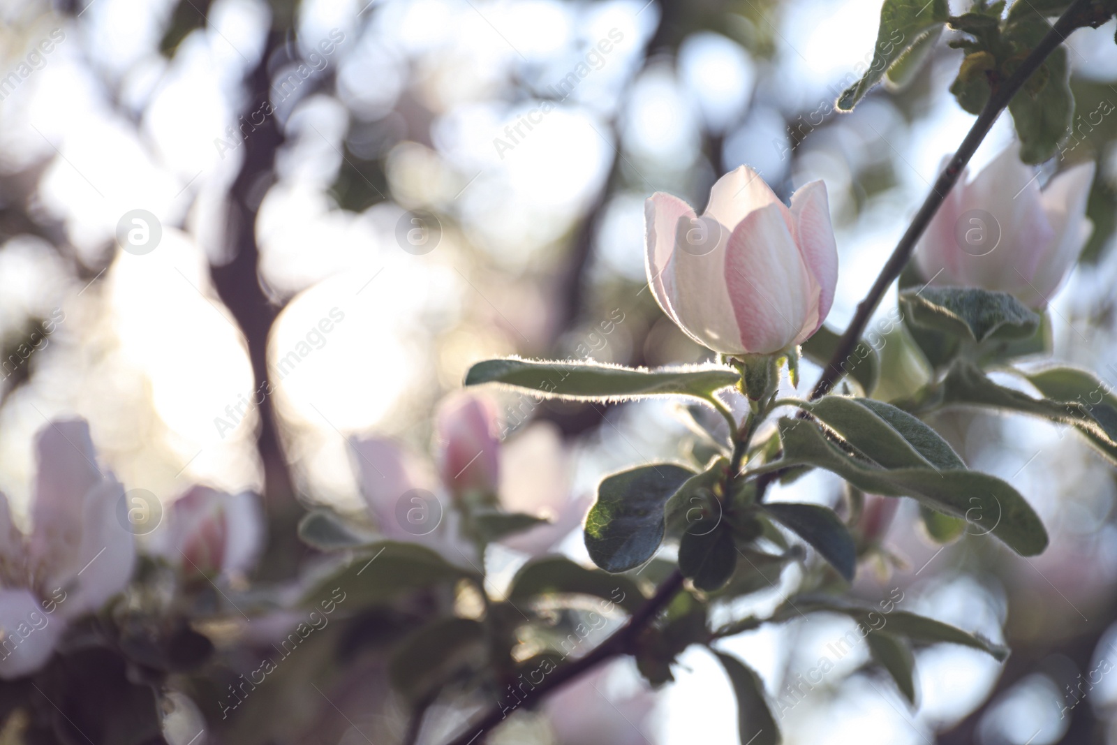 Photo of Closeup view of beautiful blossoming quince tree outdoors on spring day