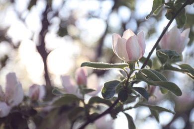 Photo of Closeup view of beautiful blossoming quince tree outdoors on spring day