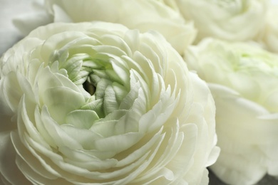 Beautiful ranunculus flower, closeup