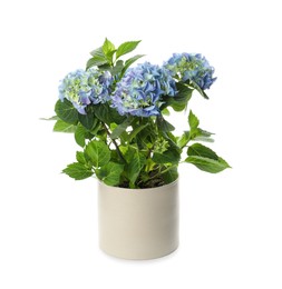 Photo of Beautiful hortensia flower in pot isolated on white