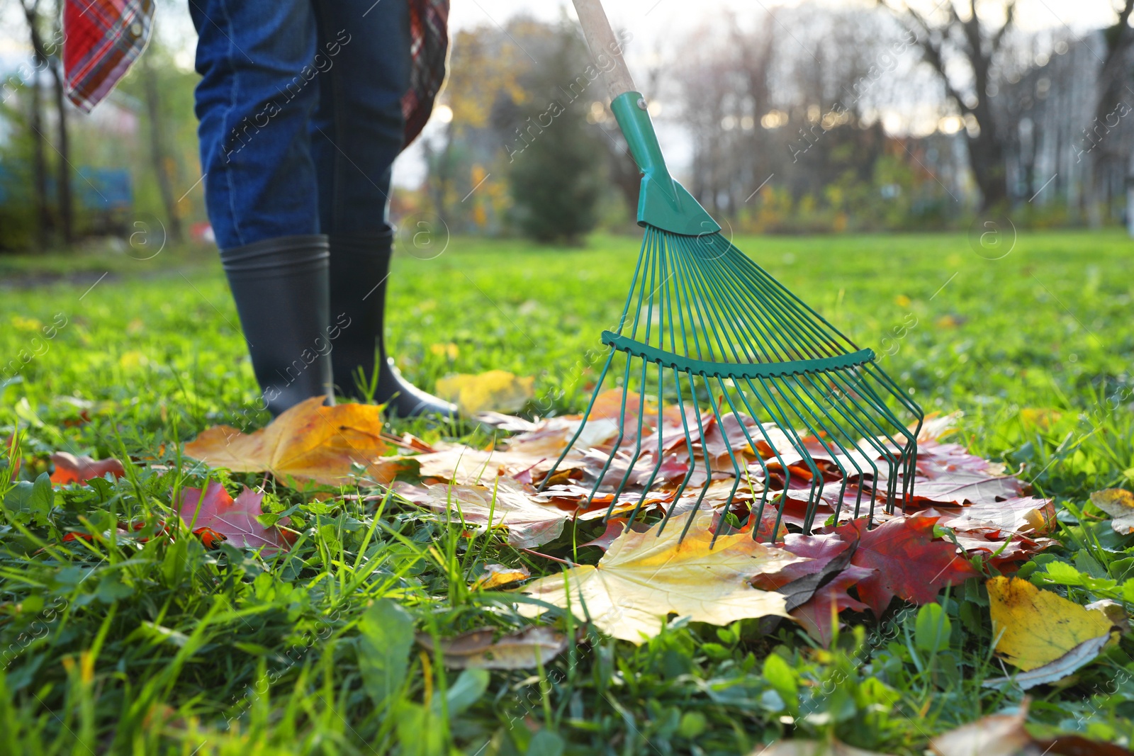 Photo of Woman raking fall leaves in park, closeup