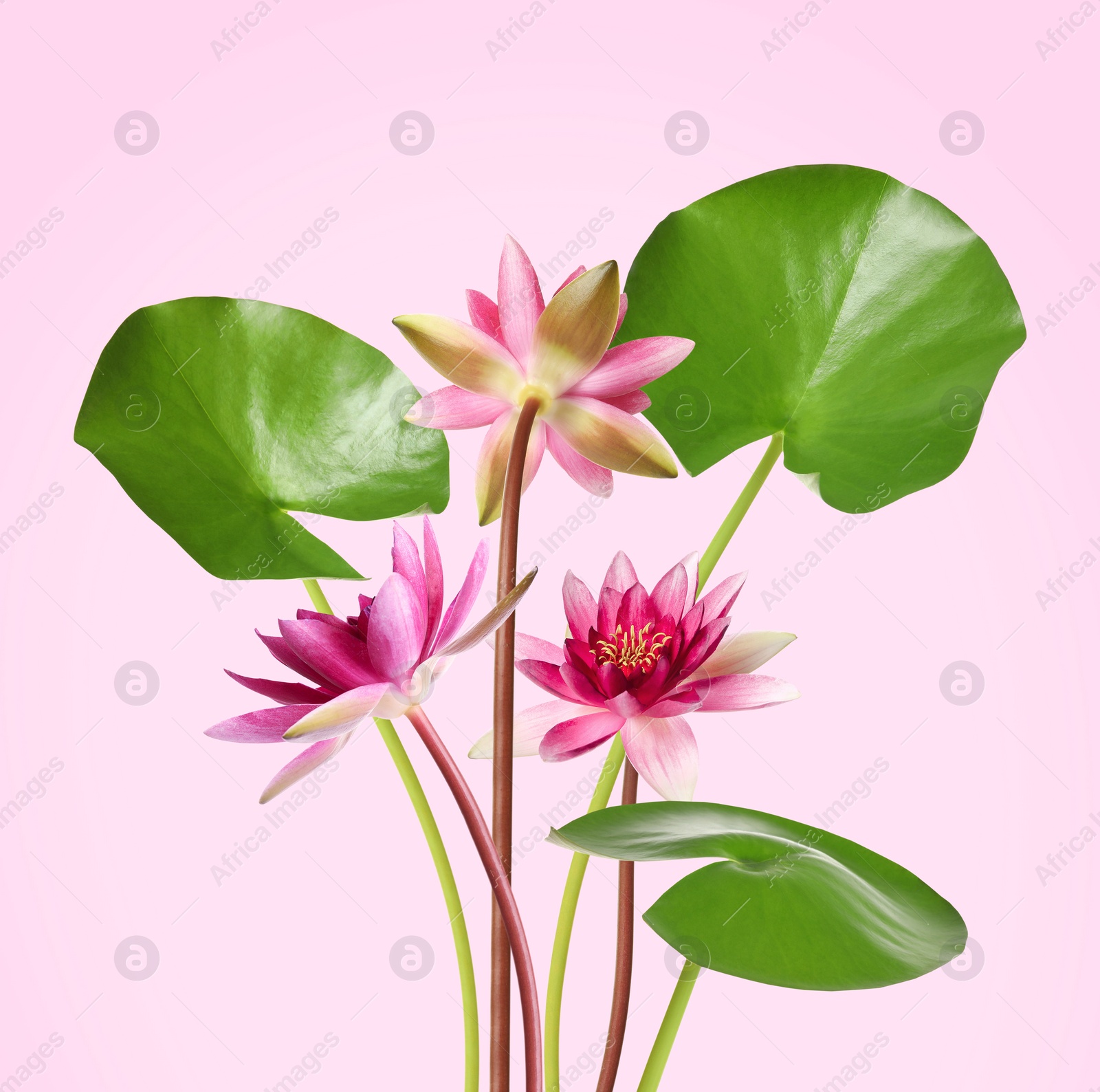 Image of Beautiful lotus flowers with long stems on pink background