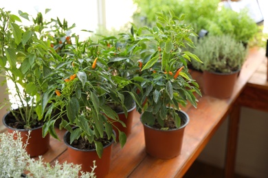 Fresh potted home plants on wooden window sill, space for text