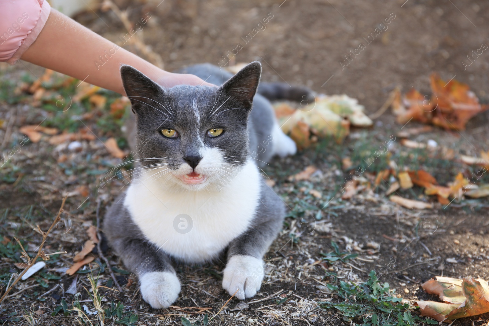 Photo of Woman stroking stray cat on ground with dry leaves, closeup and space for text. Homeless pet