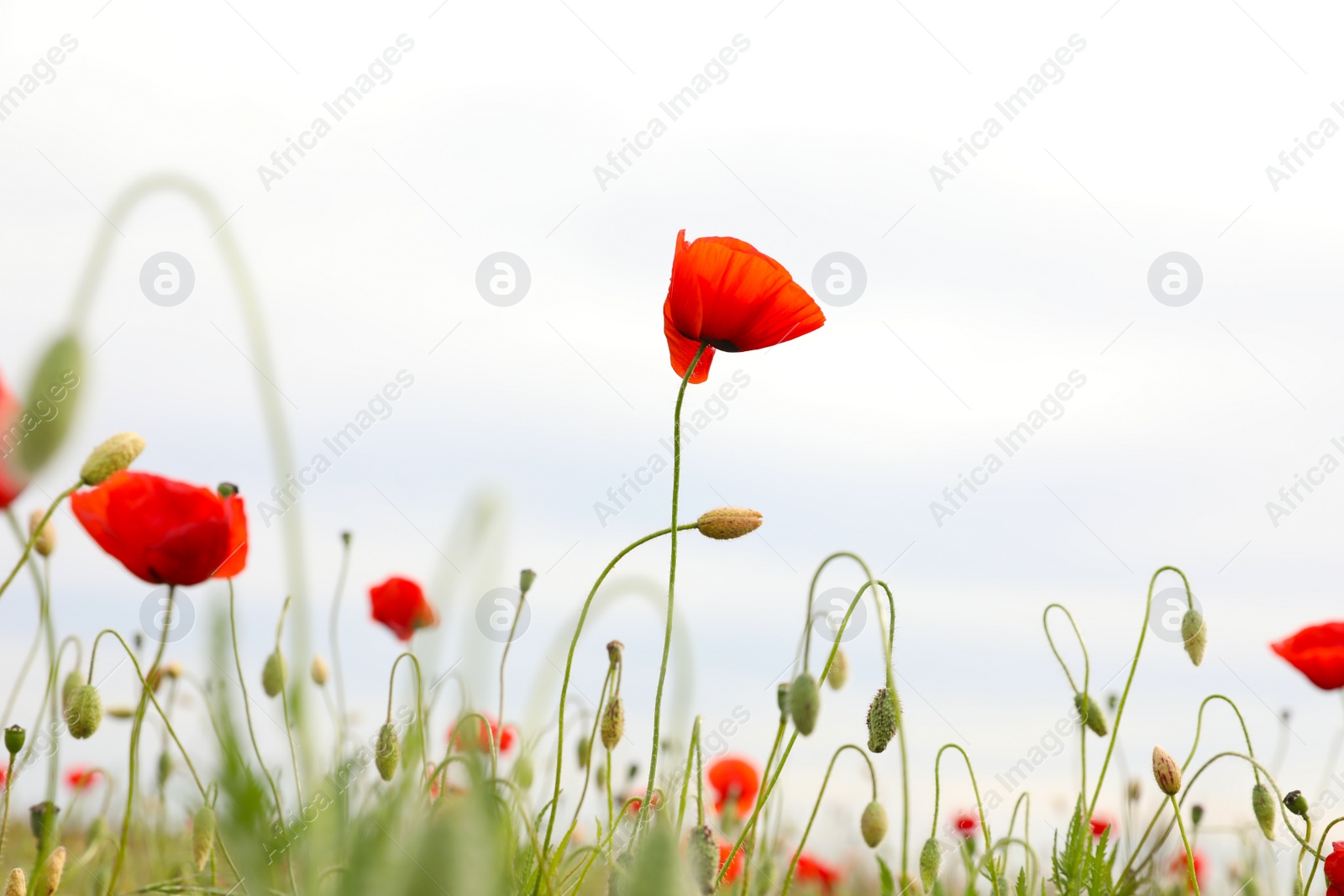 Photo of Beautiful red poppy flowers growing in field, closeup