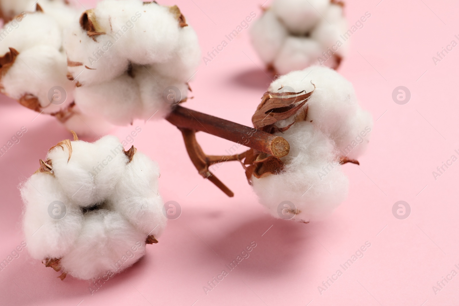 Photo of Beautiful cotton fluffy flowers on pink background, closeup