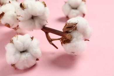 Beautiful cotton fluffy flowers on pink background, closeup