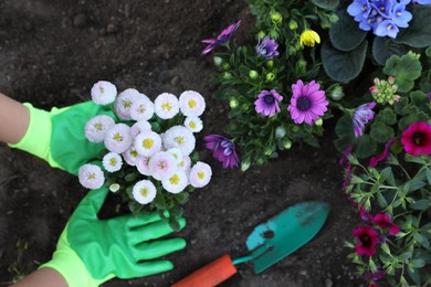 Photo of Woman in gardening gloves planting beautiful blooming flowers outdoors, top view