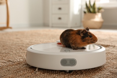 Photo of Modern robotic vacuum cleaner and guinea pig on floor at home