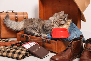 Photo of Travel with pet. Cat, clothes, passport, tickets, dry food and suitcases indoors