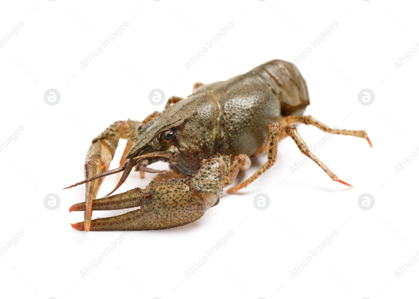 Photo of Fresh raw crayfish isolated on white. Healthy seafood