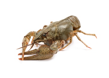 Fresh raw crayfish isolated on white. Healthy seafood