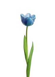 Image of Beautiful blue tulip isolated on white. Bright flower