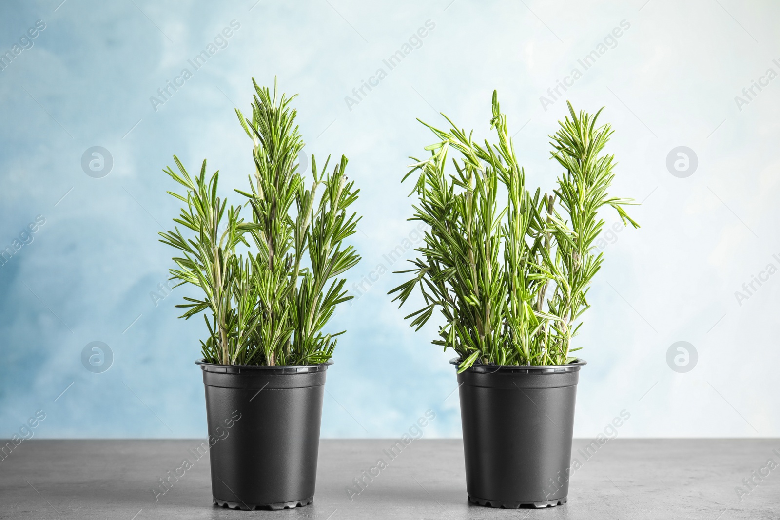 Photo of Potted rosemary on grey table against light blue background