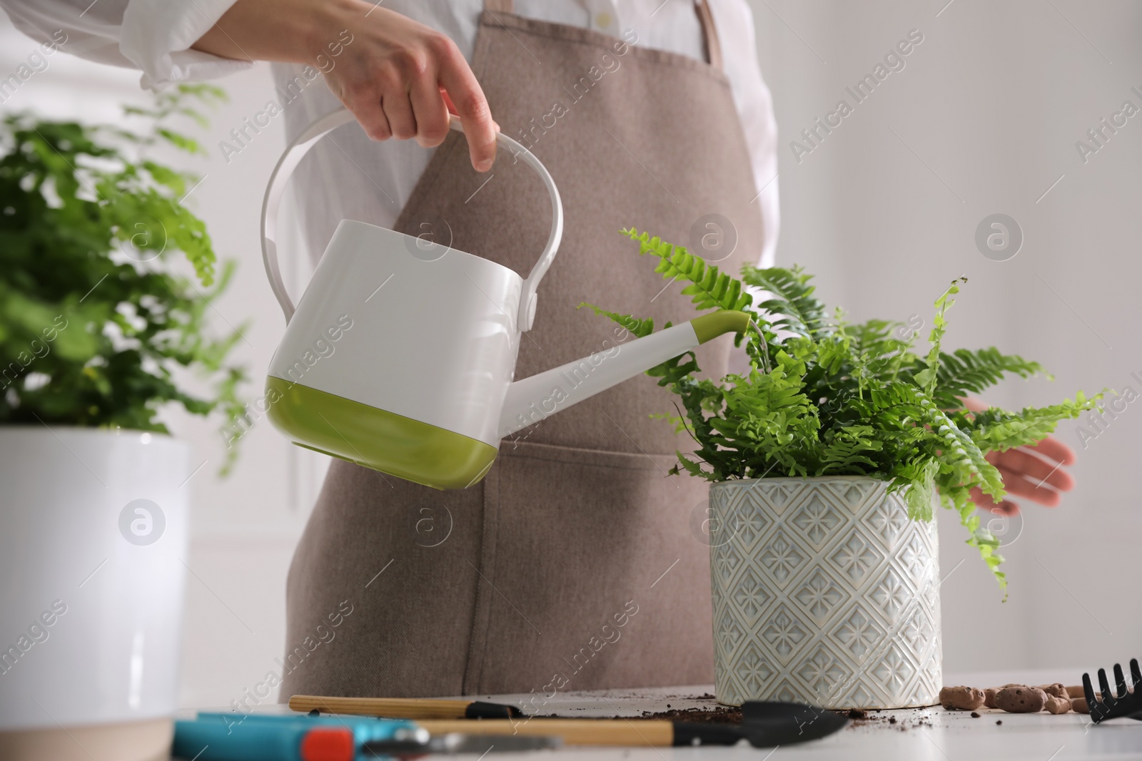 Photo of Woman watering fern at white table indoors, closeup