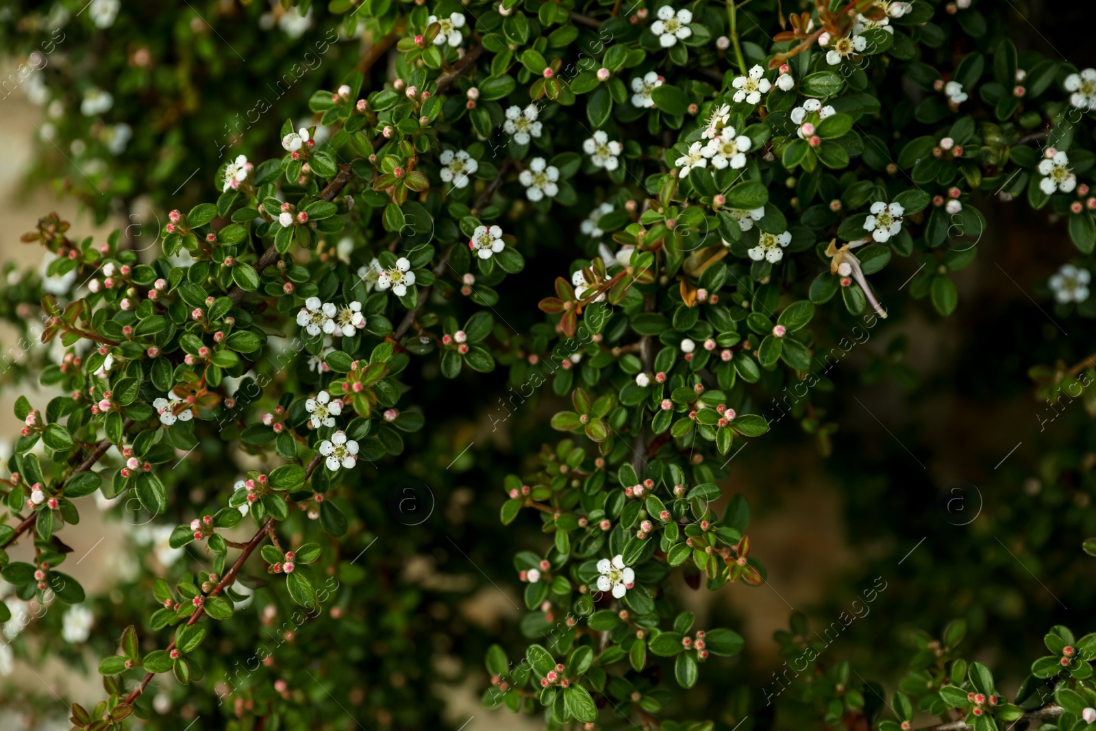 Photo of Beautiful daphne's flowers growing outdoors on spring day