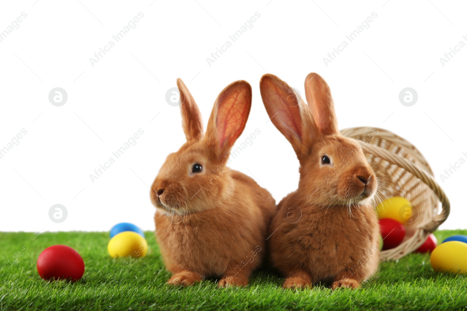 Photo of Cute bunnies and Easter eggs on green grass against white background