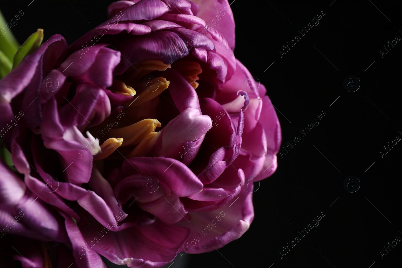 Photo of Beautiful fresh tulip on black background, closeup