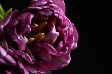 Photo of Beautiful fresh tulip on black background, closeup