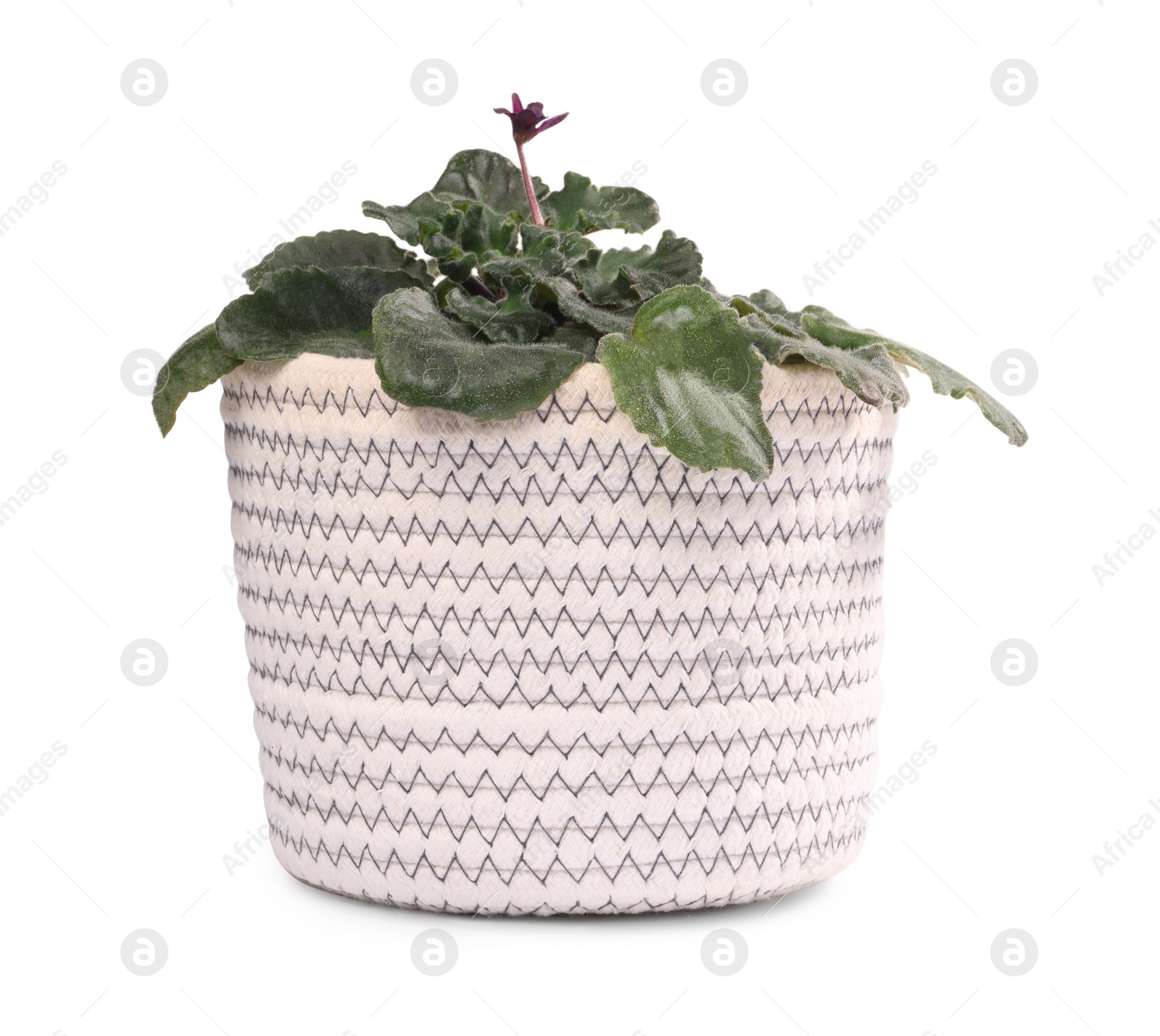 Photo of Potted houseplant with damaged leaves on white background