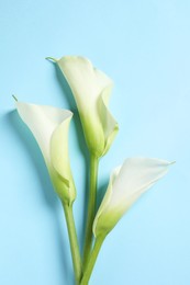 Photo of Beautiful calla lily flowers on light blue background, flat lay