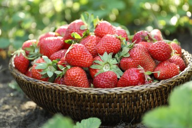 Photo of Delicious ripe strawberries in wicker basket outdoors, closeup