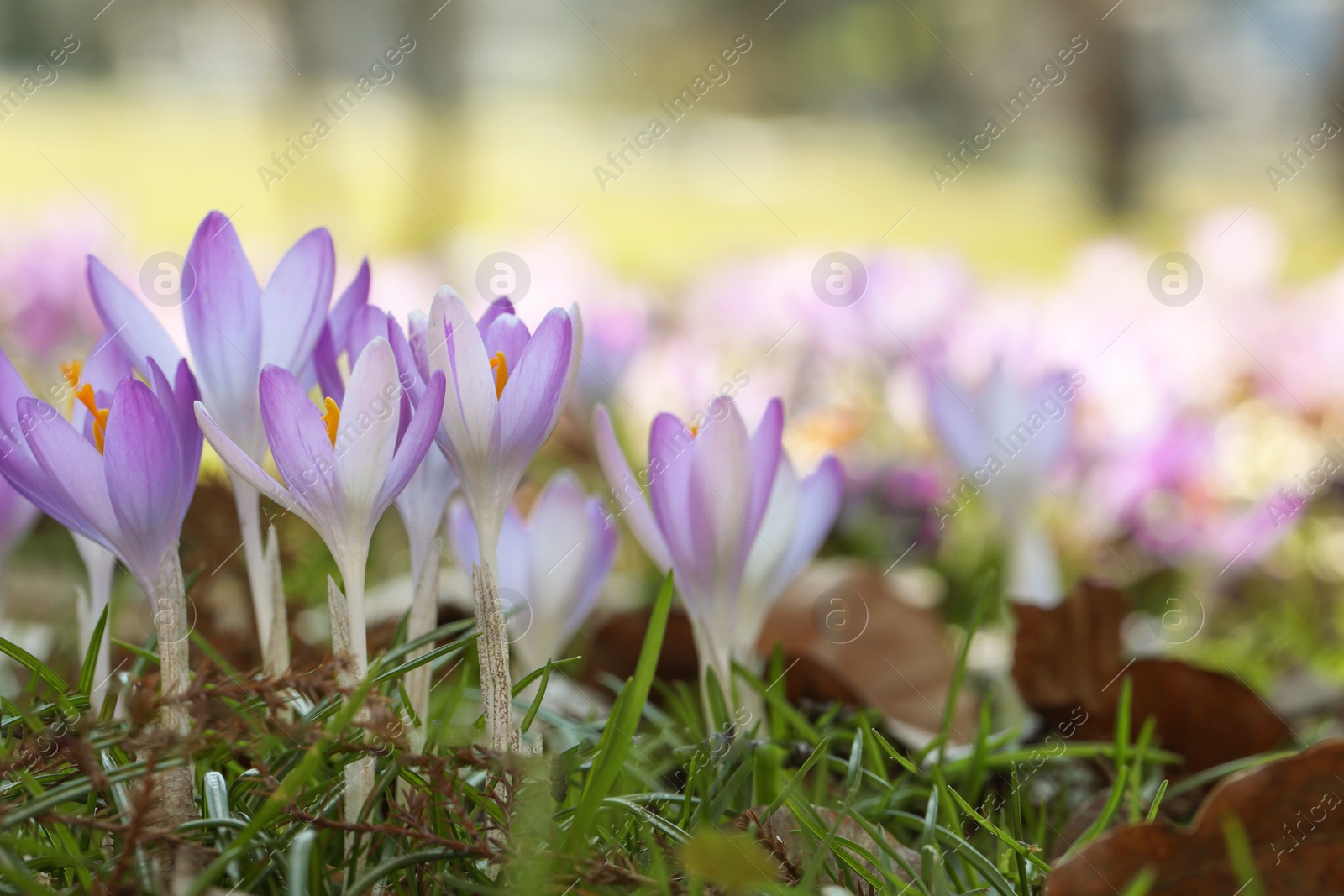 Photo of Beautiful crocus flowers growing outdoors, closeup. Space for text