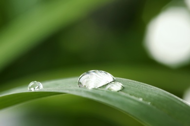 Photo of Water drops on green leaf against blurred background