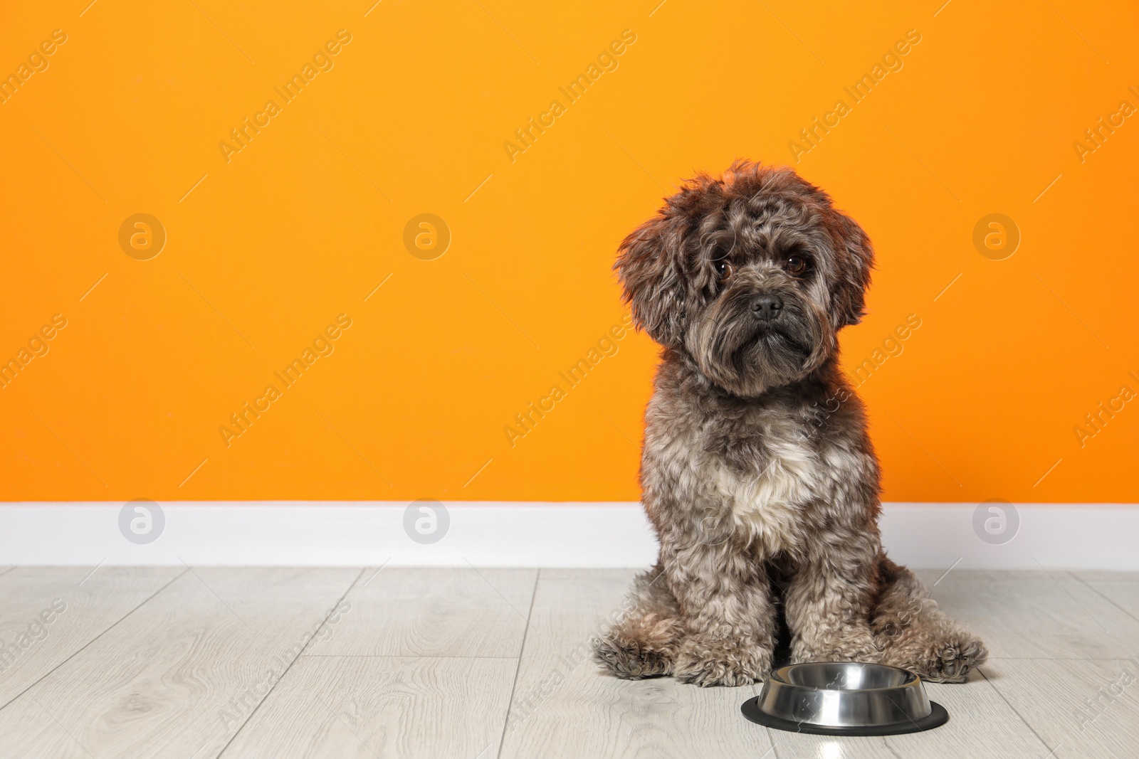 Photo of Cute Maltipoo dog and his bowl on floor near orange wall, space for text. Lovely pet