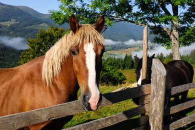 Photo of Beautiful view of horse near wooden fence in mountains