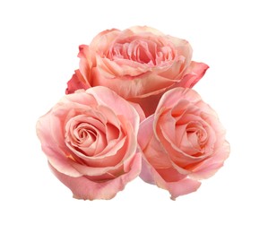 Image of Beautiful aromatic pink roses on white background