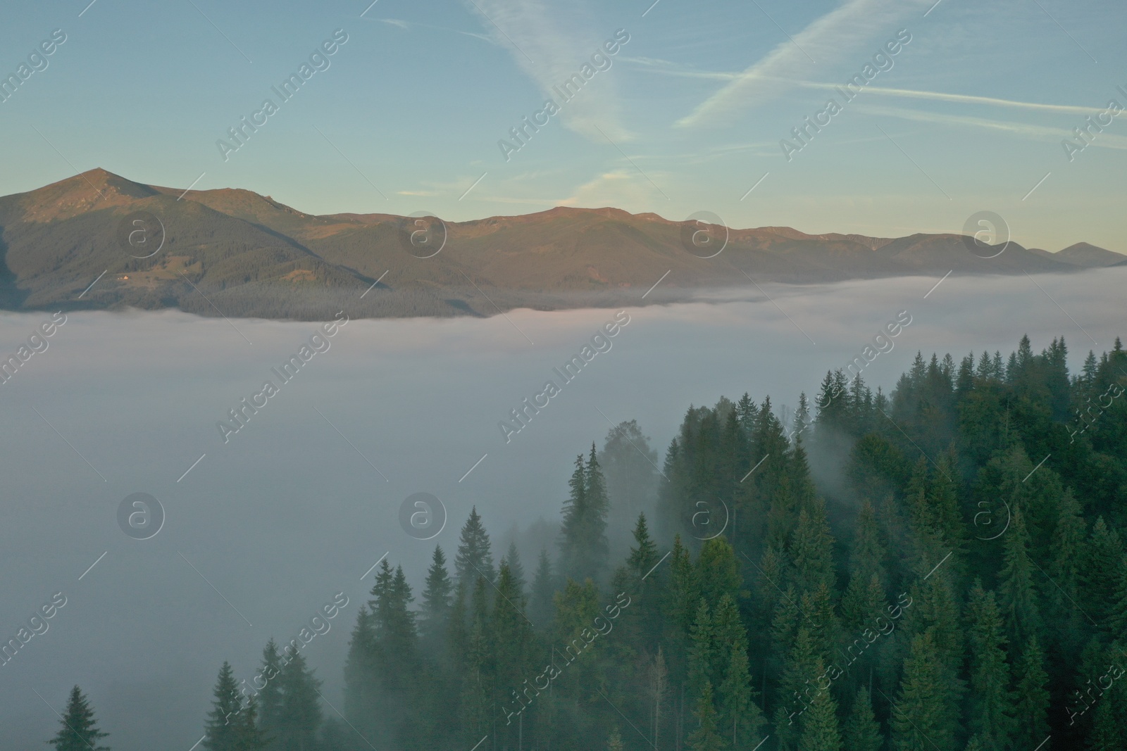 Photo of Aerial view of beautiful mountains and conifer trees on foggy morning