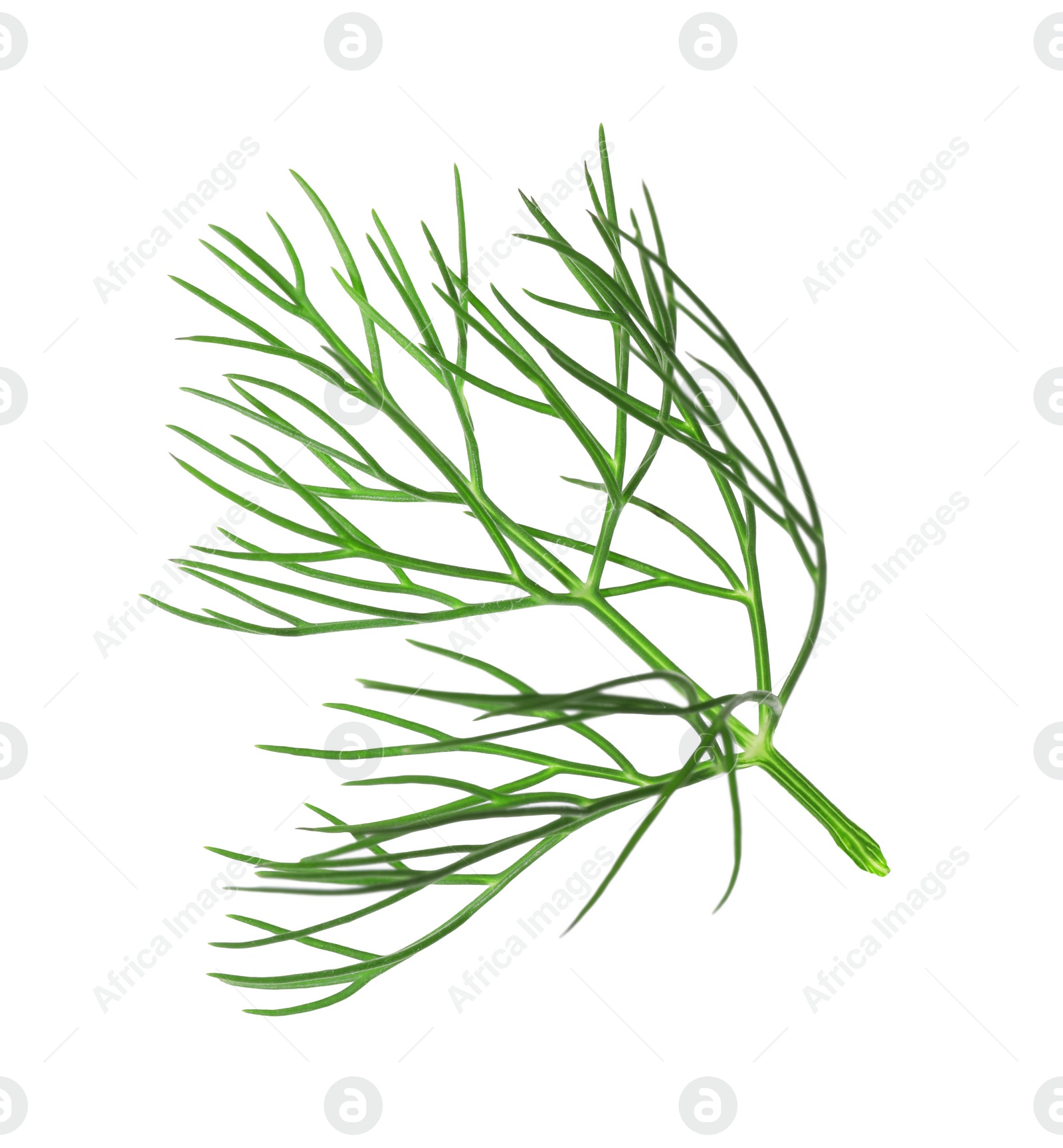 Photo of One sprig of fresh dill isolated on white